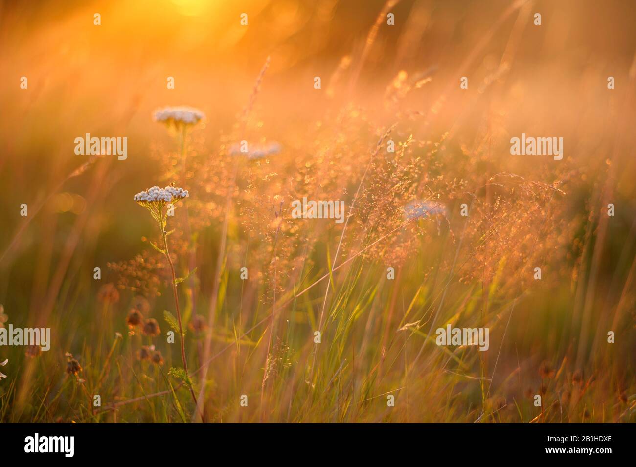 Blumen und Gräser auf der Wiese Stockfoto