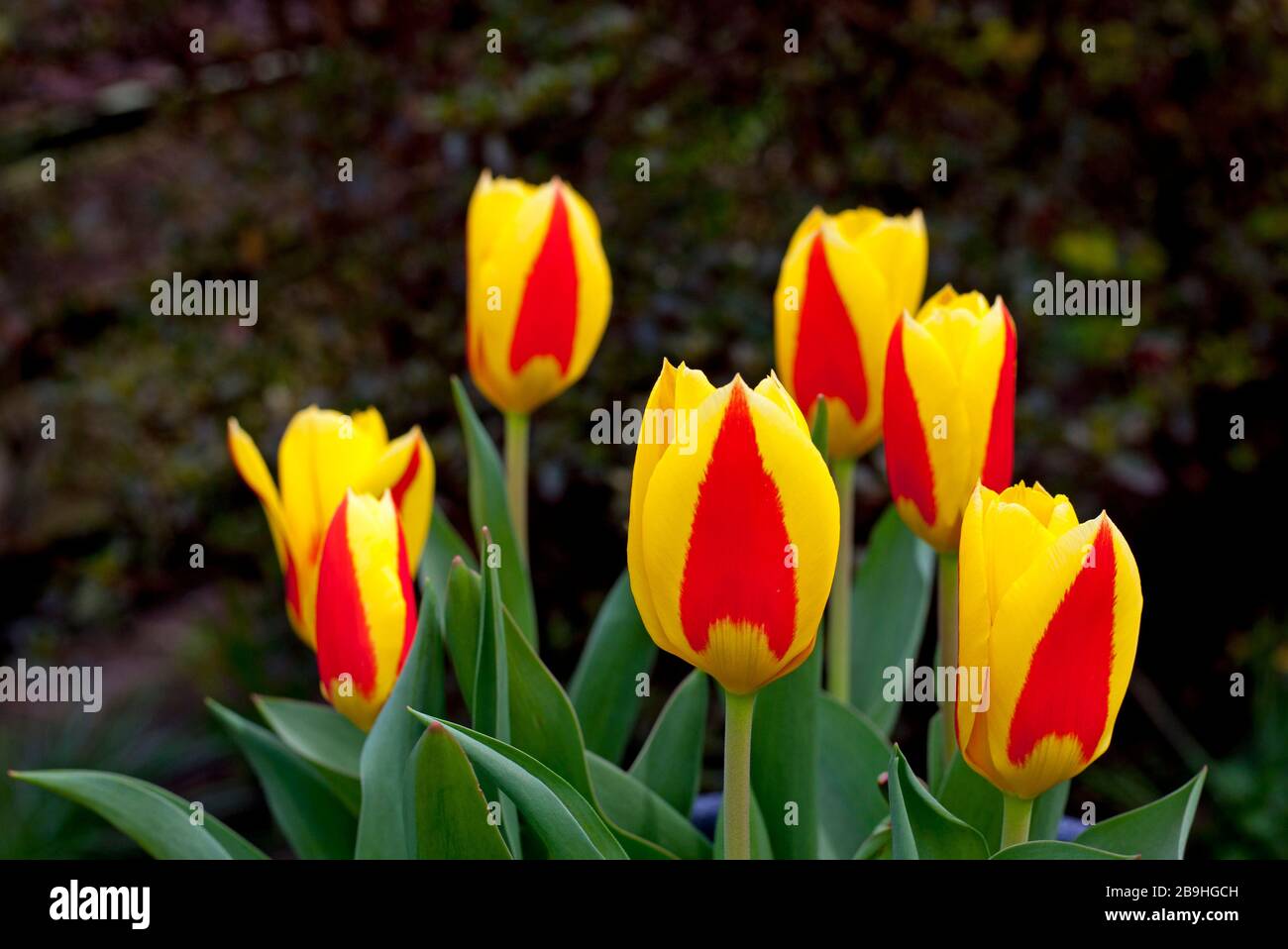 Stresa Tulips in der Blüte in Edinburgh, Schottland, Großbritannien. März 2020. Bild: Glühbirnen, die 2019 aus Keukenhof, Holland, Niederlande gekauft wurden. Die Veranstaltung Keukenhof wird wegen Coronavirus abgesagt. Jährlich, vom 21. März bis 10. Mai, gibt es normalerweise viele Attraktionen, Veranstaltungen und Aktivitäten rund um die Blüte von Frühlingsblumen wie Tulpen, Narzissen und Hyazinths in Holland. In diesem Jahr wird es nicht zu einer Blumenschau kommen. Am 14. März wurde eine Notverordnung der niederländischen Regierung in Kraft gesetzt, mit dem Ziel, die Ausbreitung des Coronavirus zu begrenzen. Stockfoto