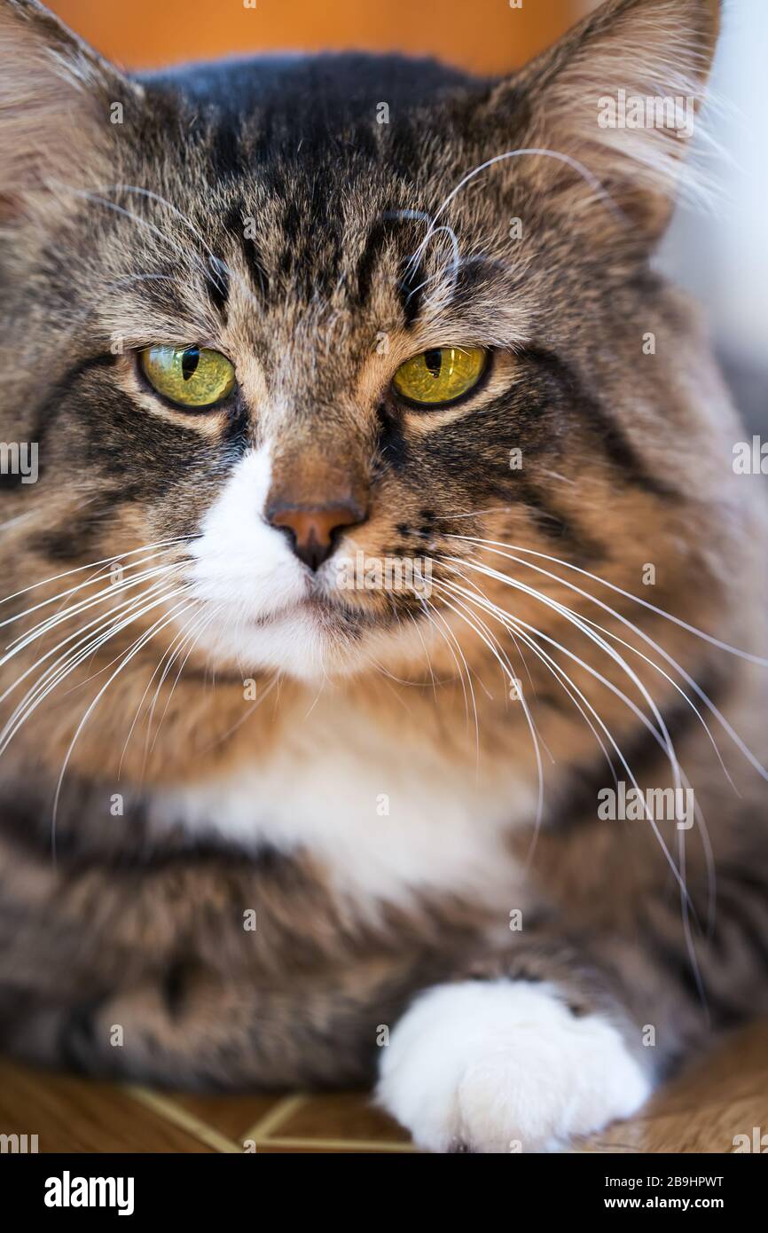 Porträt einer reifen Katze. Geringe Schärfentiefe Stockfoto