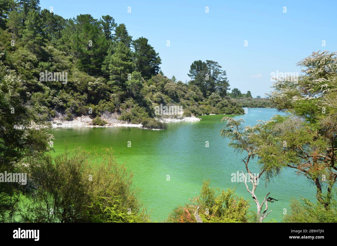 Grüner See Ngakoro Wai-O-Tapu Neuseeland Stockfoto