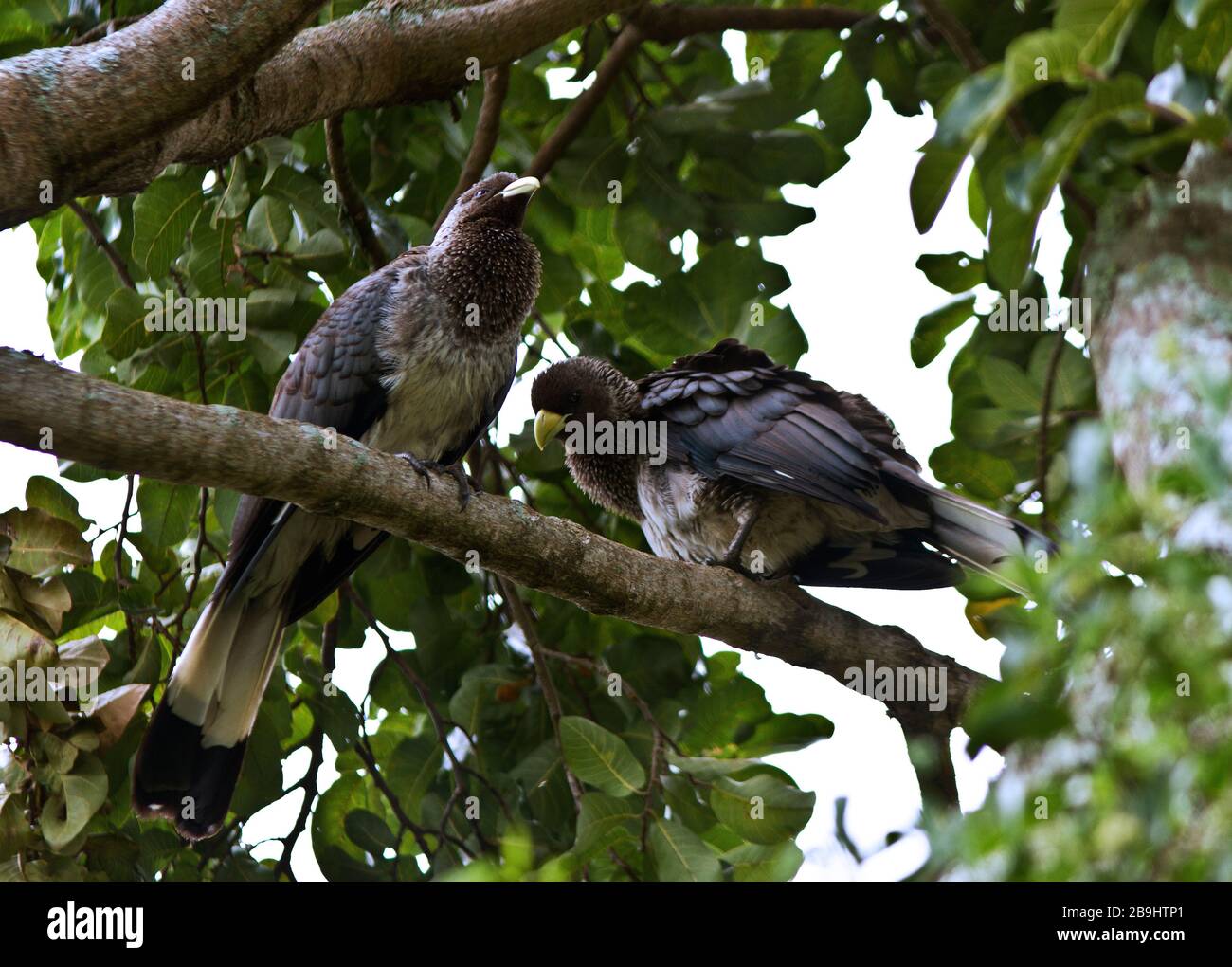 Der Ostgraue Plantaschfresser ist ein dickes stumpffarbenes Mitglied der Familie Turaco. Sie haben einen lauten Ruf und sind wie Vögel des hohen Baldachins Stockfoto