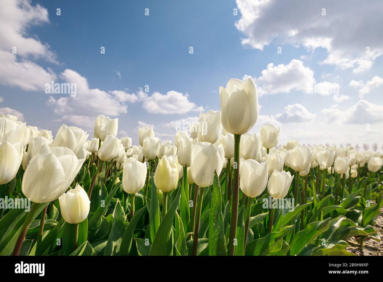 Weiße Tulpen schließen sich im Frühling im Freien Stockfoto