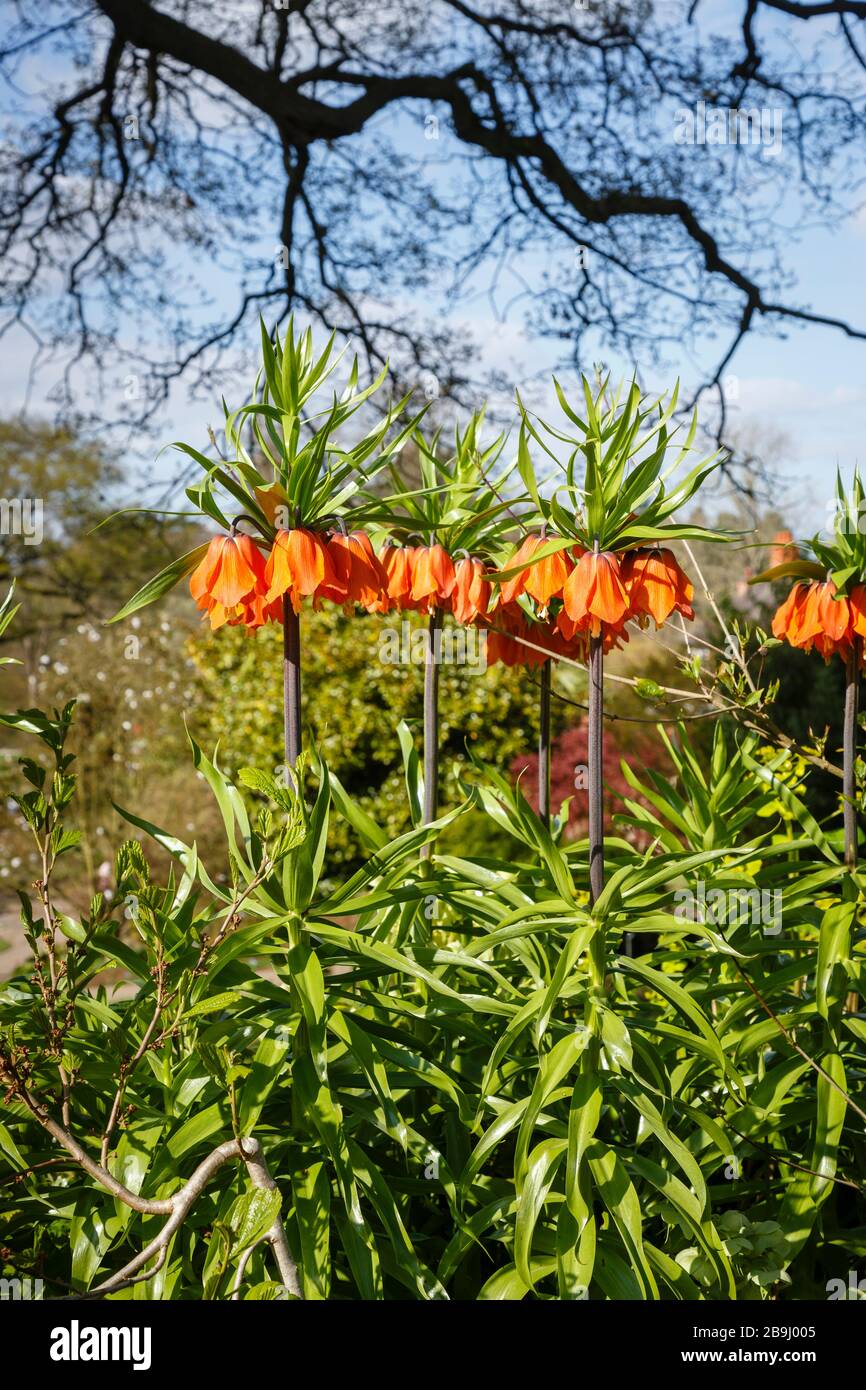 Prächtige orange Crown imperial Fritillaria, Fritillaria Imperialis 'Rubra' an RHS Gärten, Wisley, Surrey im Frühling Stockfoto