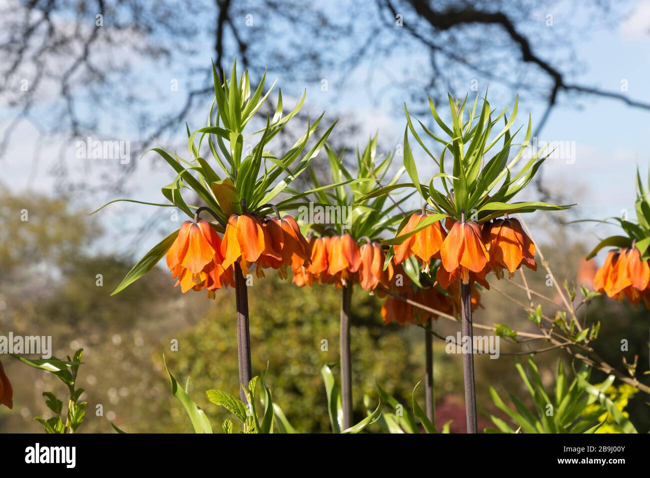 Prächtige orange Crown imperial Fritillaria, Fritillaria Imperialis 'Rubra' an RHS Gärten, Wisley, Surrey im Frühling Stockfoto