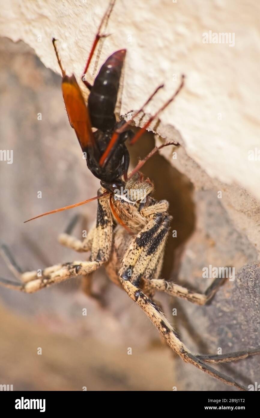 Spinne, die Wespe isst, Pompiliiden SP. Mit ihr ist Regenspinne ( Palystes superciliosus) Beute 2 Stockfoto