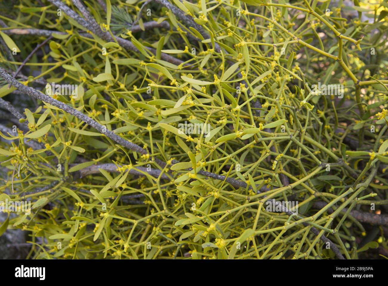 Grüne Mistelblätter (Visco-Album) wachsen auf Baumzweig Stockfoto