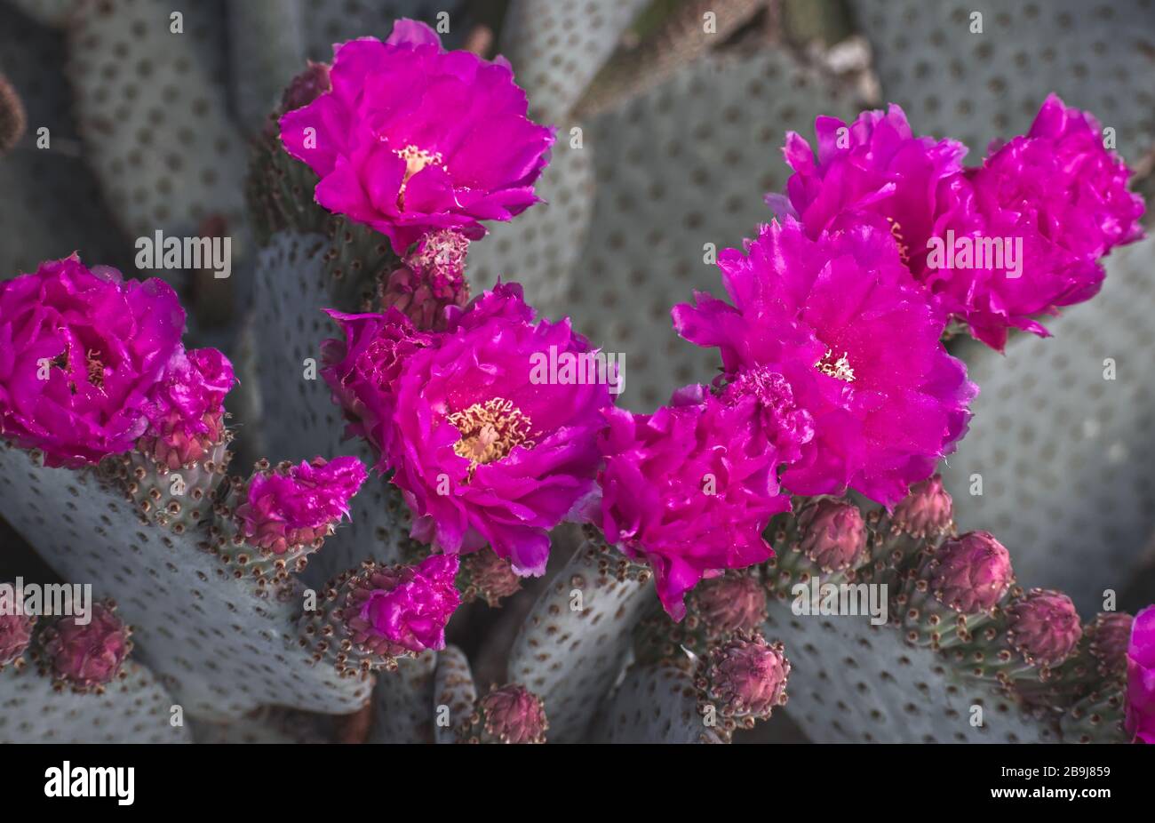 Barbary Fig Cactus in Bloom im Springreiten Stockfoto