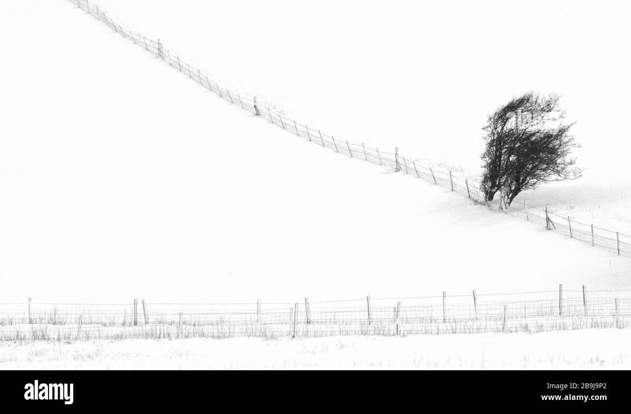 Schöne düstere Winterschneeszene mit schwarzem Zaun, Sträuchern und Bäumen am Rande schneebedeckter Bauernfelder, die ein minimalistisches Design machen Stockfoto