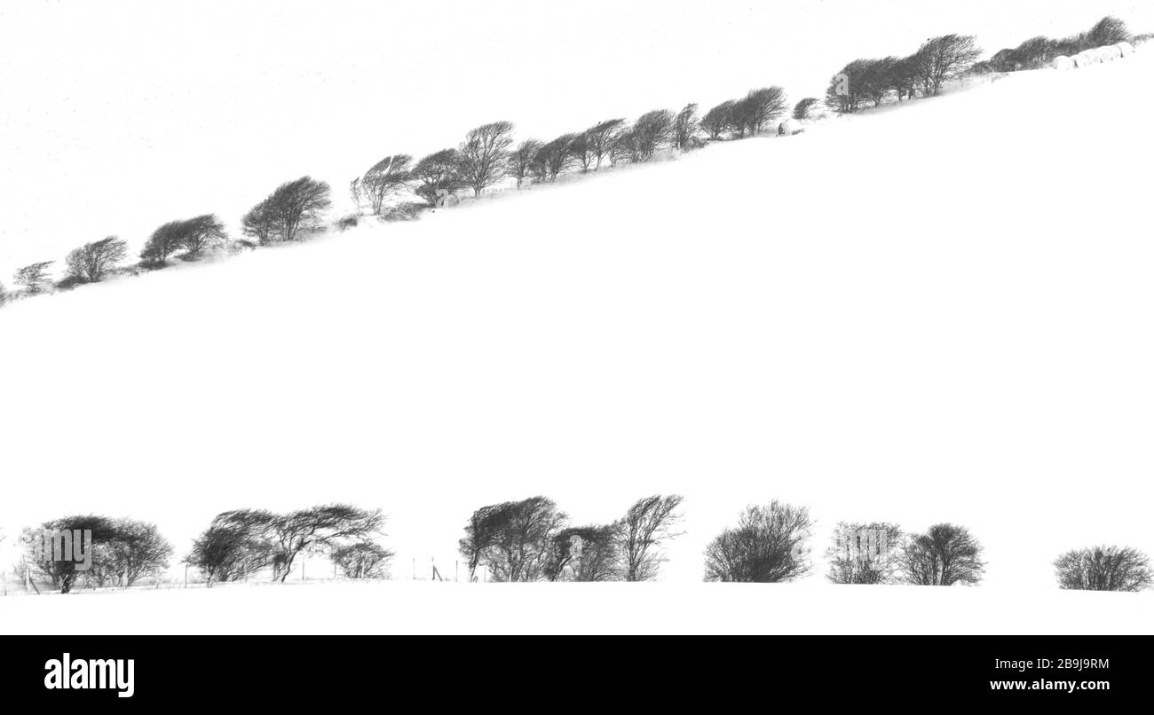 Schöne düstere Winterschneeszene mit schwarzem Zaun, Sträuchern und Bäumen am Rande schneebedeckter Bauernfelder, die ein minimalistisches Design machen Stockfoto