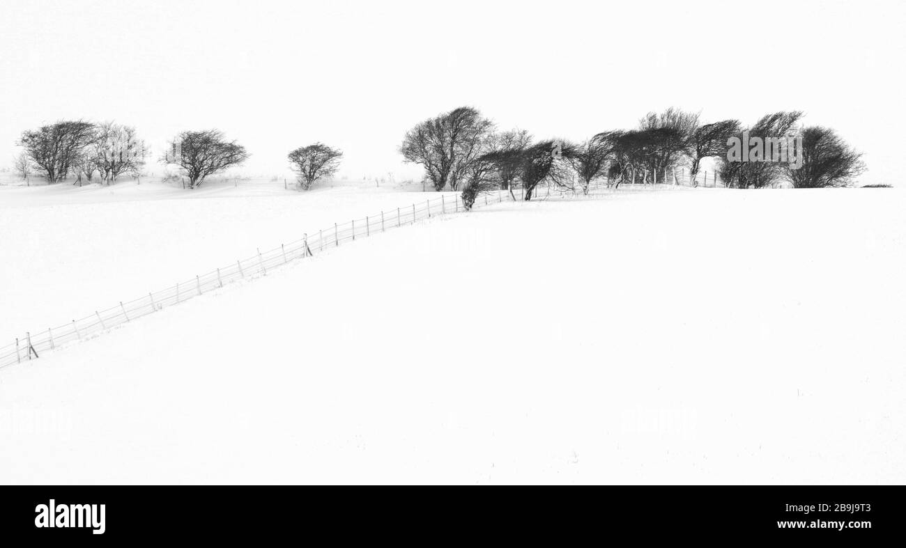 Schöne düstere Winterschneeszene mit schwarzem Zaun, Sträuchern und Bäumen am Rande schneebedeckter Bauernfelder, die ein minimalistisches Design machen Stockfoto
