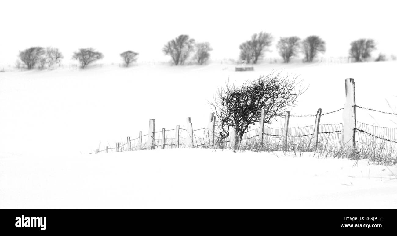 Schöne düstere Winterschneeszene mit schwarzem Zaun, Sträuchern und Bäumen am Rande schneebedeckter Bauernfelder, die ein minimalistisches Design machen Stockfoto