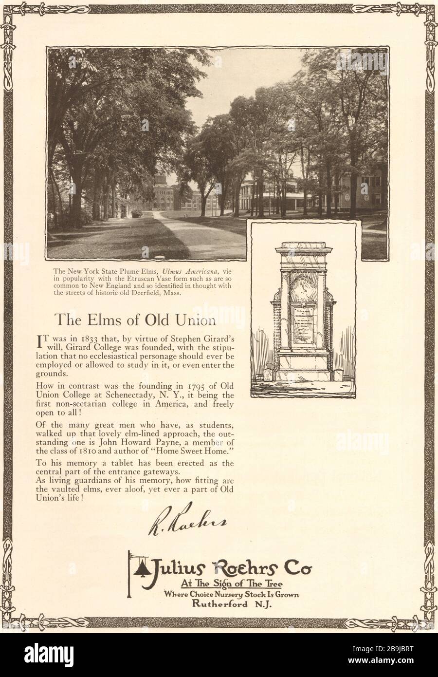 Die Elmen der alten Union. Der New Yorker Staat Plume Elms, Ulmus Americana. Julius Roehrs Co., Rutherford, New York (1922) Stockfoto