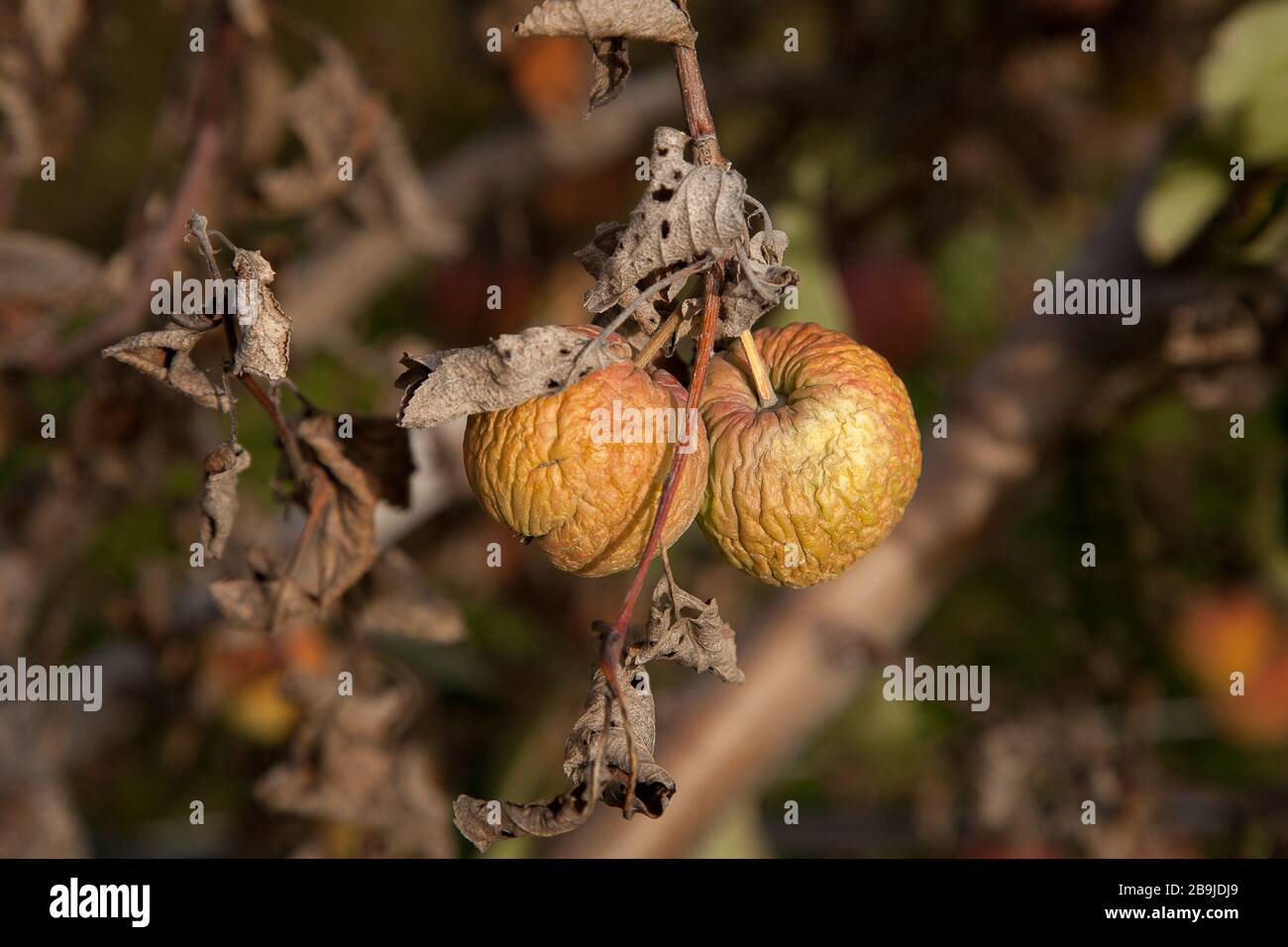 Ein Paar Äpfel verrottet auf einem toten Baum Stockfoto