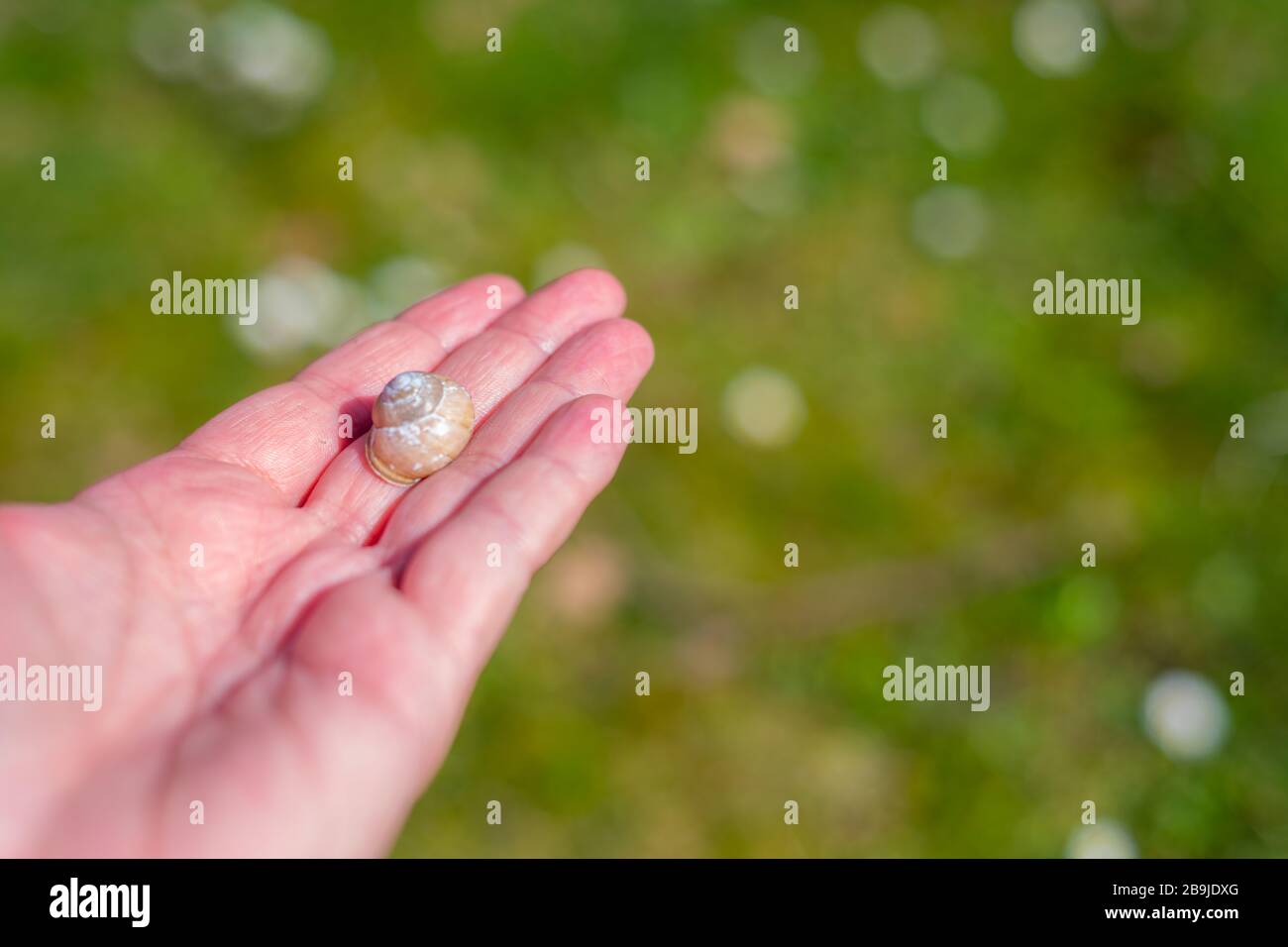 Eine Schneckenschale liegt auf einer Hand mit grünem Hintergrund Stockfoto