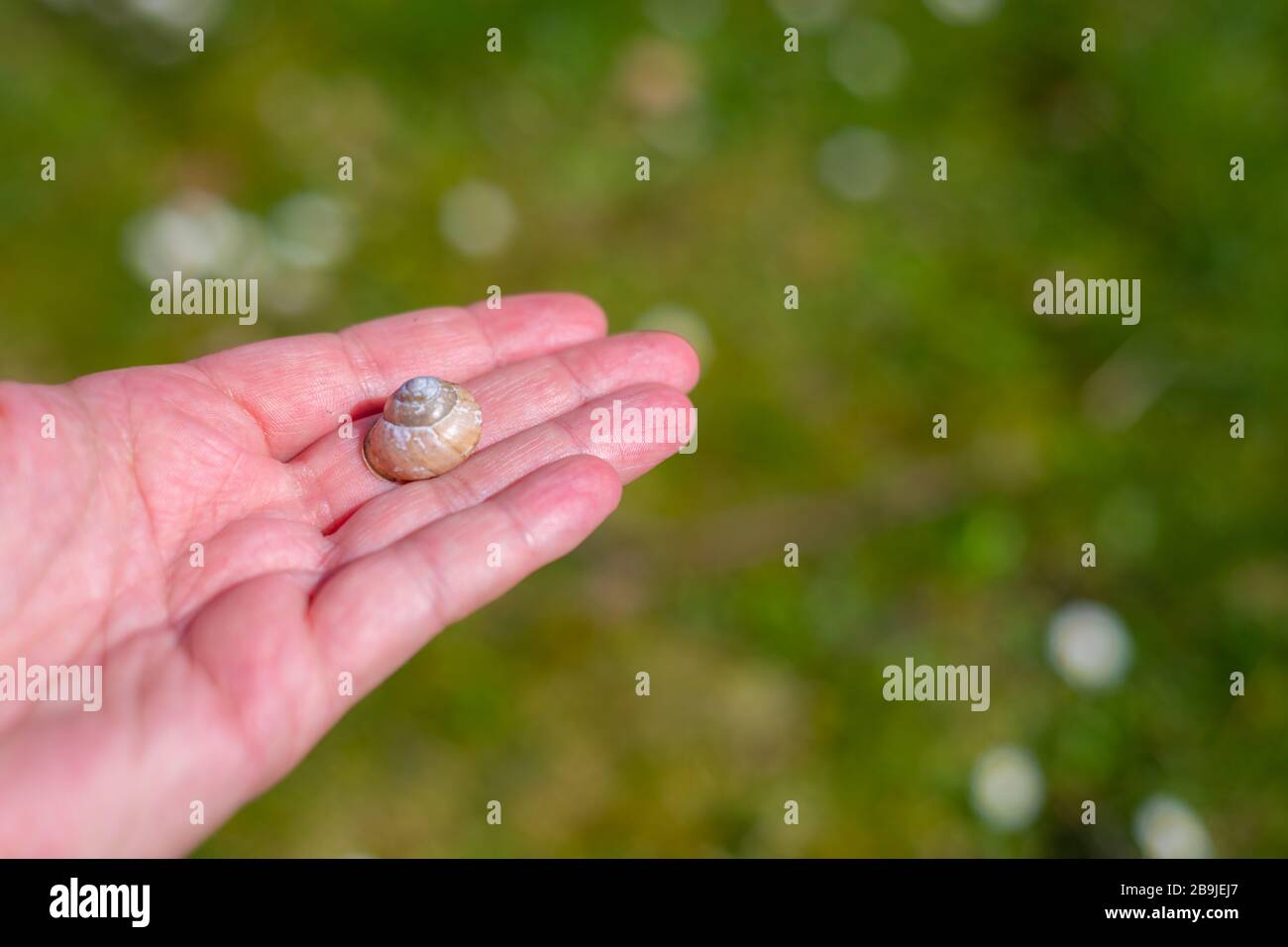 Eine Schneckenschale liegt auf einer Hand mit grünem Hintergrund Stockfoto