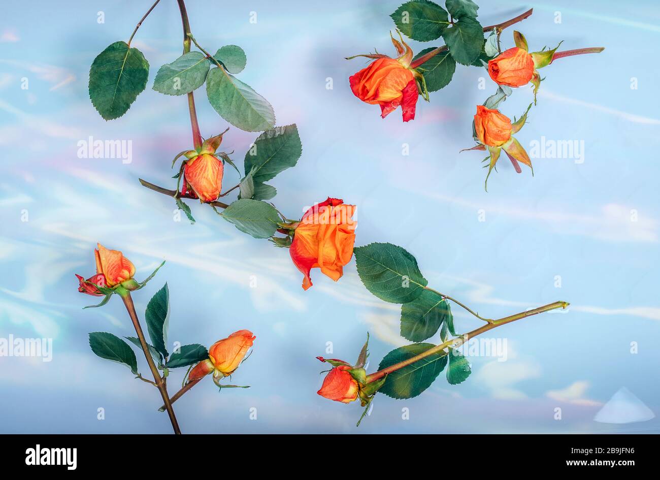 Orangefarbene rote Rosen im Bad schwimmend im Wasser, bunte Lichtreflexion. Stockfoto
