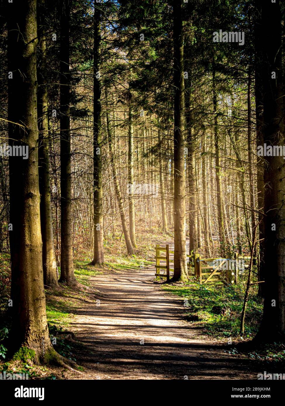 Weg durch Bäume im Wald Stockfoto