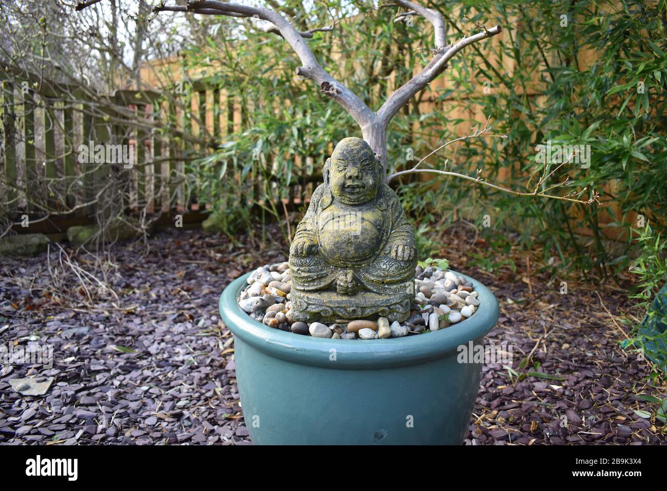 Budda Bonsai Stockfoto