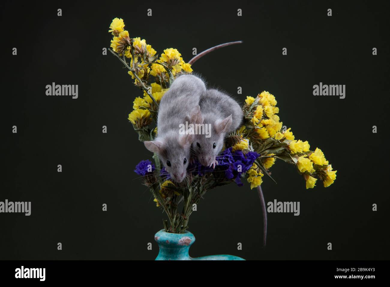 Ratte, Maus, chinesisch, Blume, Vektor, Design, Feier, Symbol, Tier, asien, china, Kalender, 2020, asiatisch, orientalisch, Gold, rot, Hintergrund, Mond, Stockfoto