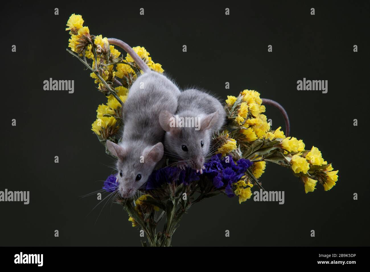 Ratte, Maus, chinesisch, Blume, Vektor, Design, Feier, Symbol, Tier, asien, china, Kalender, 2020, asiatisch, orientalisch, Gold, rot, Hintergrund, Mond, Stockfoto