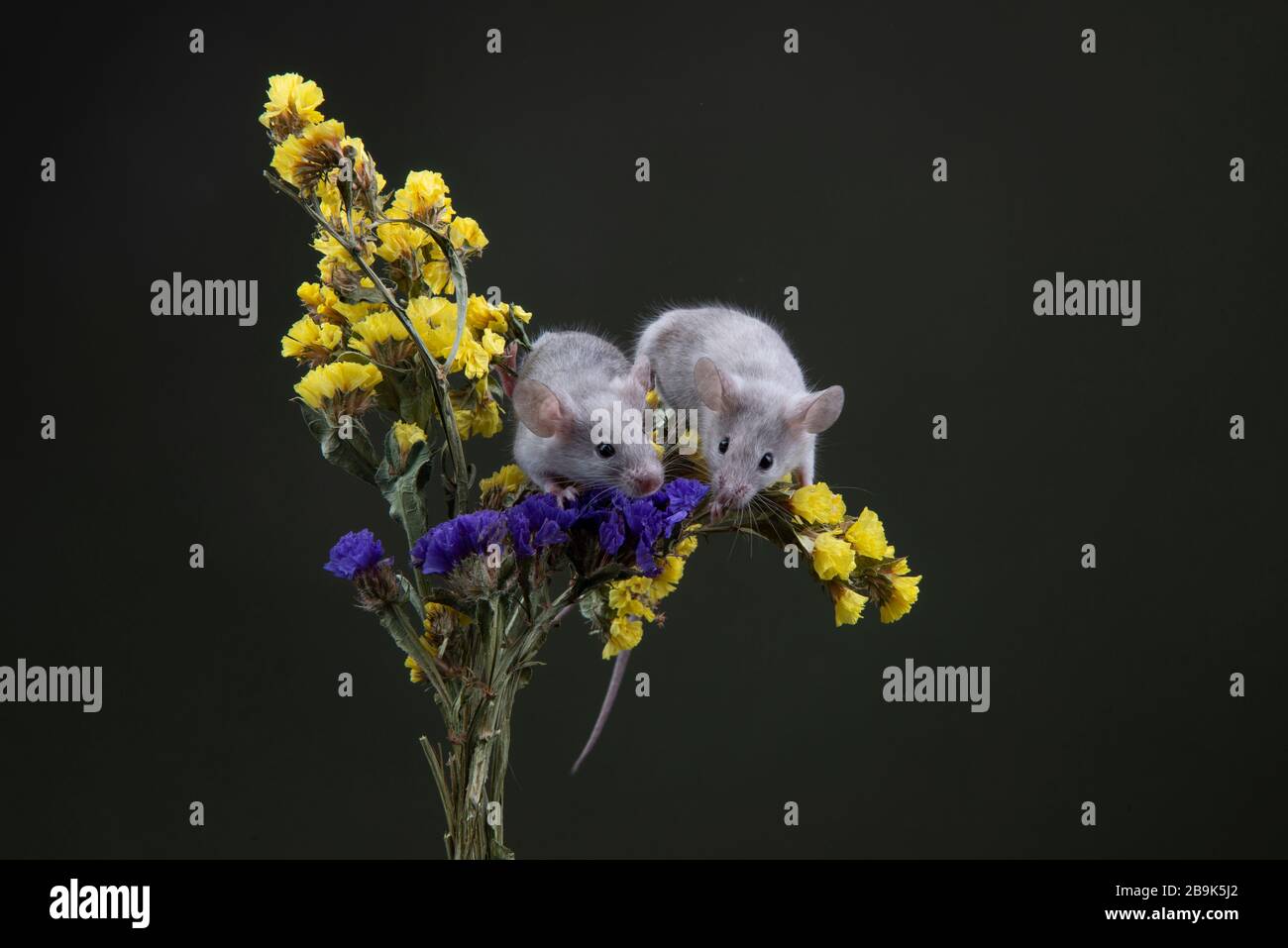 Ratte, Maus, chinesisch, Blume, Vektor, Design, Feier, Symbol, Tier, asien, china, Kalender, 2020, asiatisch, orientalisch, Gold, rot, Hintergrund, Mond, Stockfoto