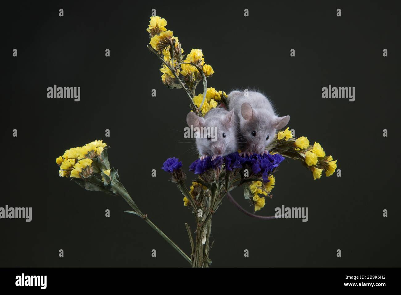 Ratte, Maus, chinesisch, Blume, Vektor, Design, Feier, Symbol, Tier, asien, china, Kalender, 2020, asiatisch, orientalisch, Gold, rot, Hintergrund, Mond, Stockfoto