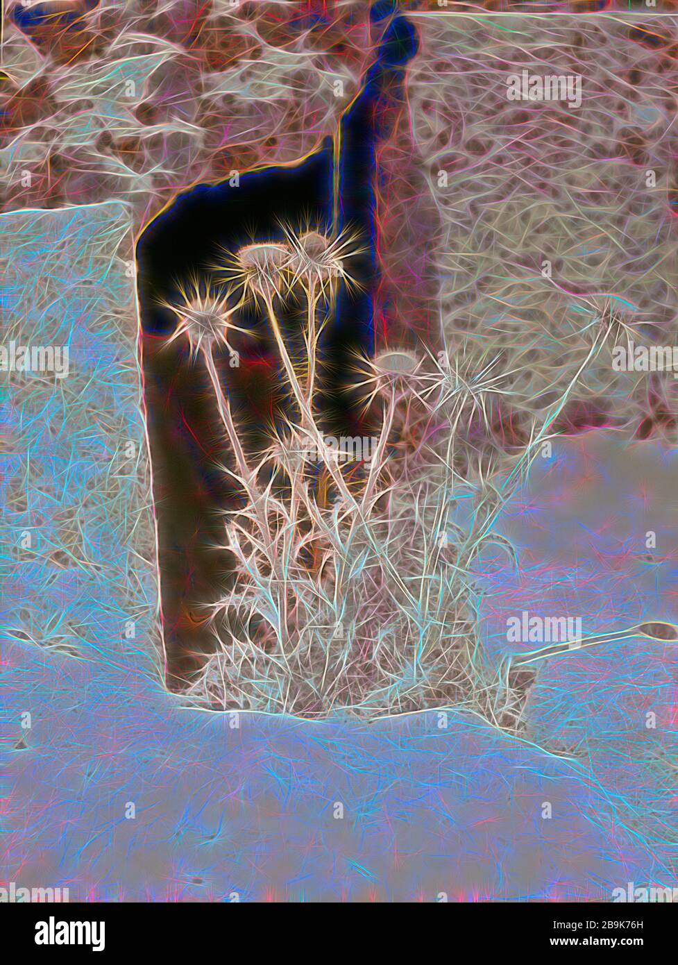 Landwirtschaft usw. Silybum Marianum. L. Gaertn. Milchdistel oder Lady's Thistle. Wachsen auf dem Bacchustempel in Baalbek. 1930, Libanon, Baʻlabakk, BaʻLabakk Stockfoto