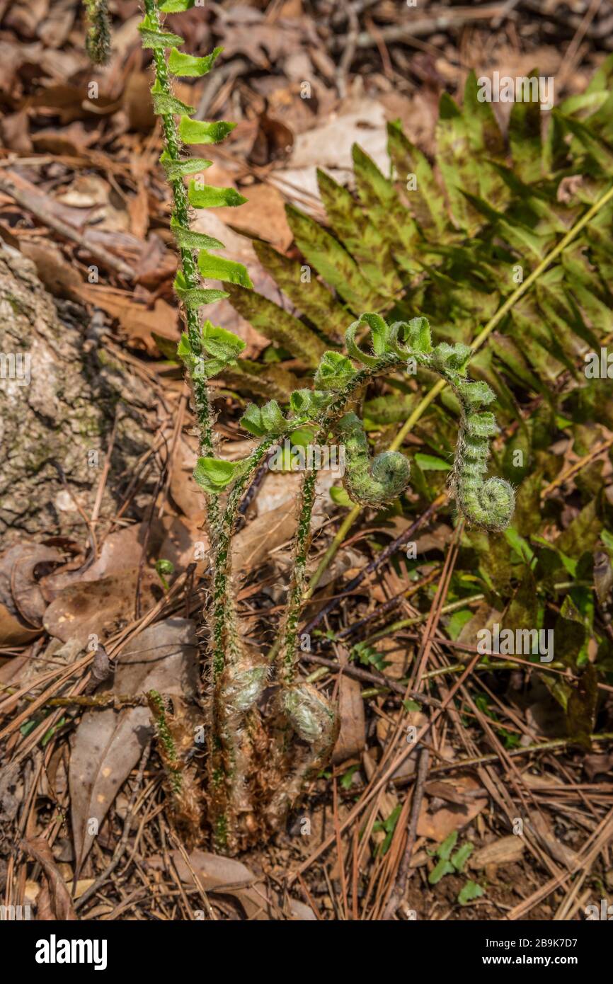 Ein wilder Farn, der an einem sonnigen Tag im Frühjahr durch den Waldblattschutt aus dem Boden auftaucht, der die Wedel des neuen Wachstums abschaufelt Stockfoto