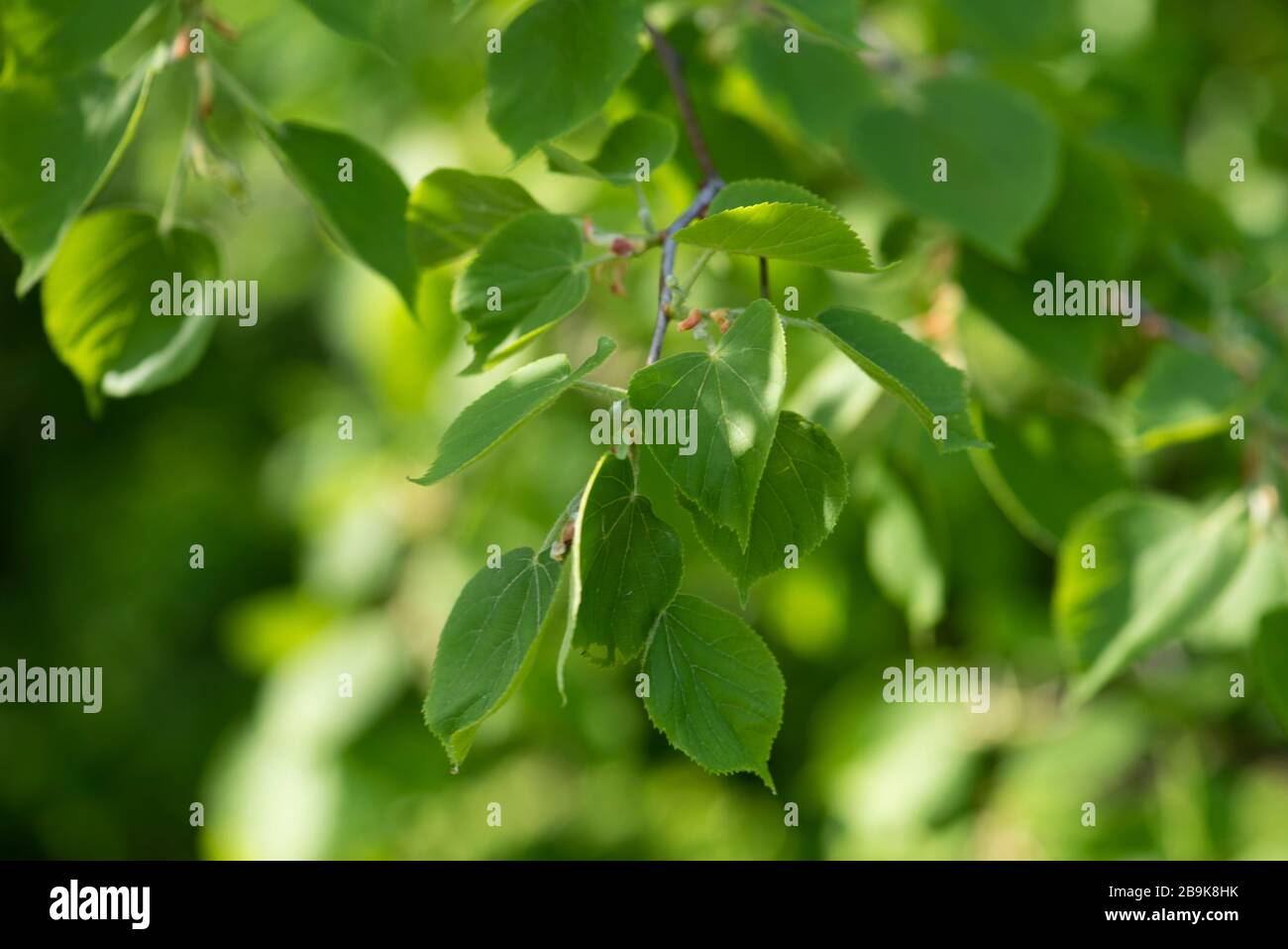 Hellgrün gesunde Pflanze. Planung des Gesundheitsschutzkonzepts. UN-Jahr für Pflanzengesundheit. Grüner natürlicher Hintergrund. Stockfoto