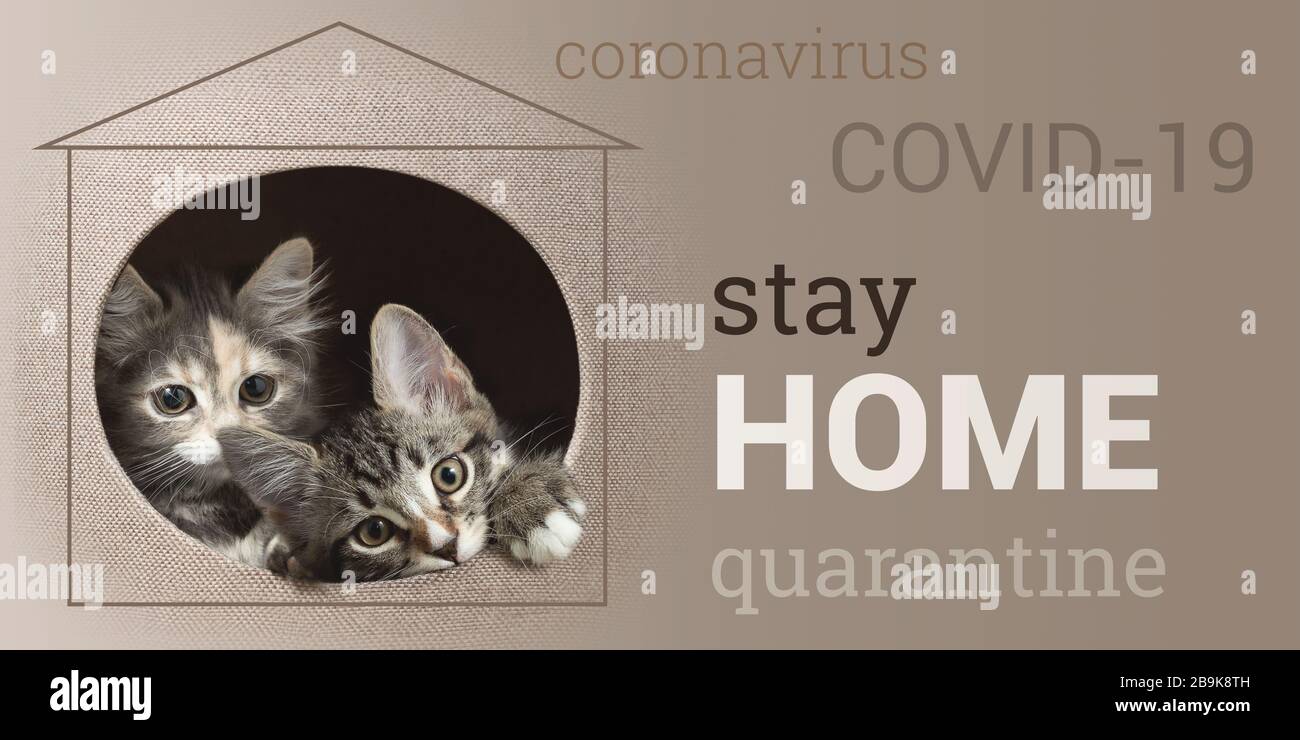 Konzept zur Prävention der Ausbreitung von Coronavirus. Zwei Kätzchen pirschen aus ihrem Haus und rufen zu Hause an. Horizontales Banner mit Text "Stay Home". Stockfoto