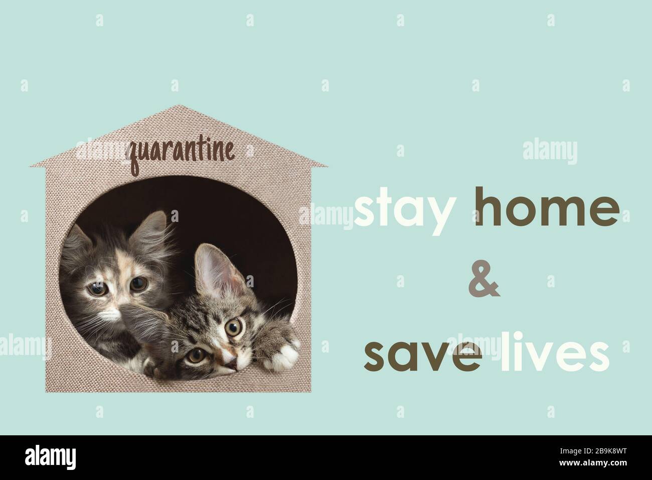Konzept zur Prävention der Ausbreitung von Coronavirus. Zwei Kätzchen pirschen aus ihrem Haus und rufen zu Hause an. Horizontales Banner mit Text Stay Home und Sa Stockfoto
