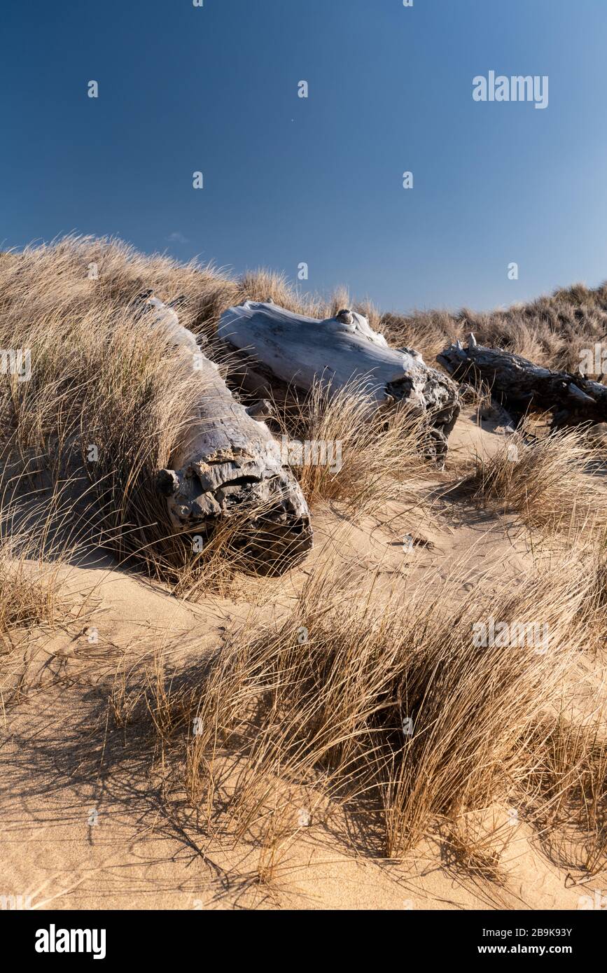 Kalifornische Küstendüne mit Seegras und Stranddunte bedeckt Stockfoto