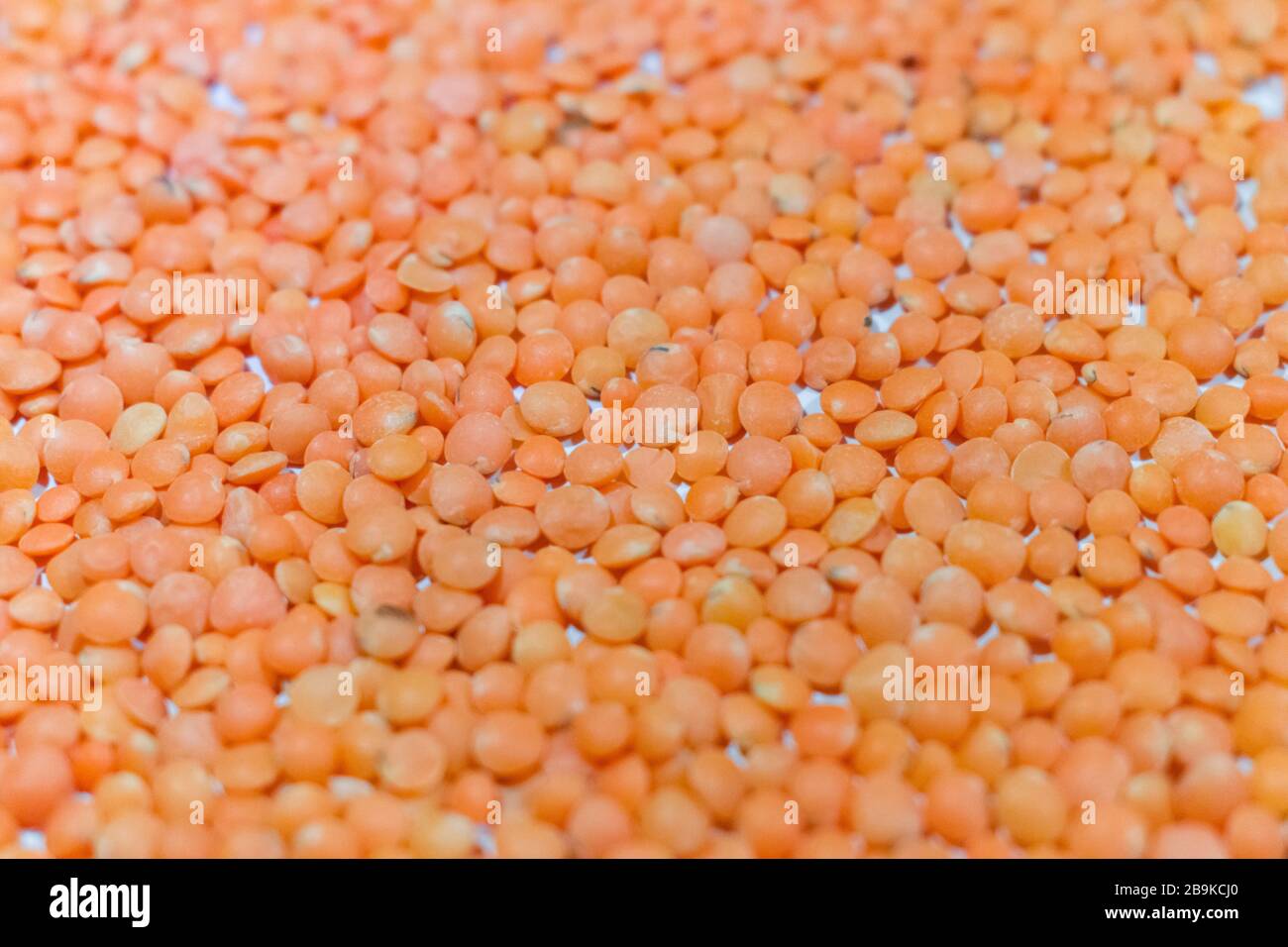 Das Linsen (Lens culinaris oder Lens esculenta) ist ein essbares Hülsenfrüchtchen. Es ist eine buschige, jährliche Pflanze, die für ihre linsenförmigen Samen bekannt ist. Stockfoto