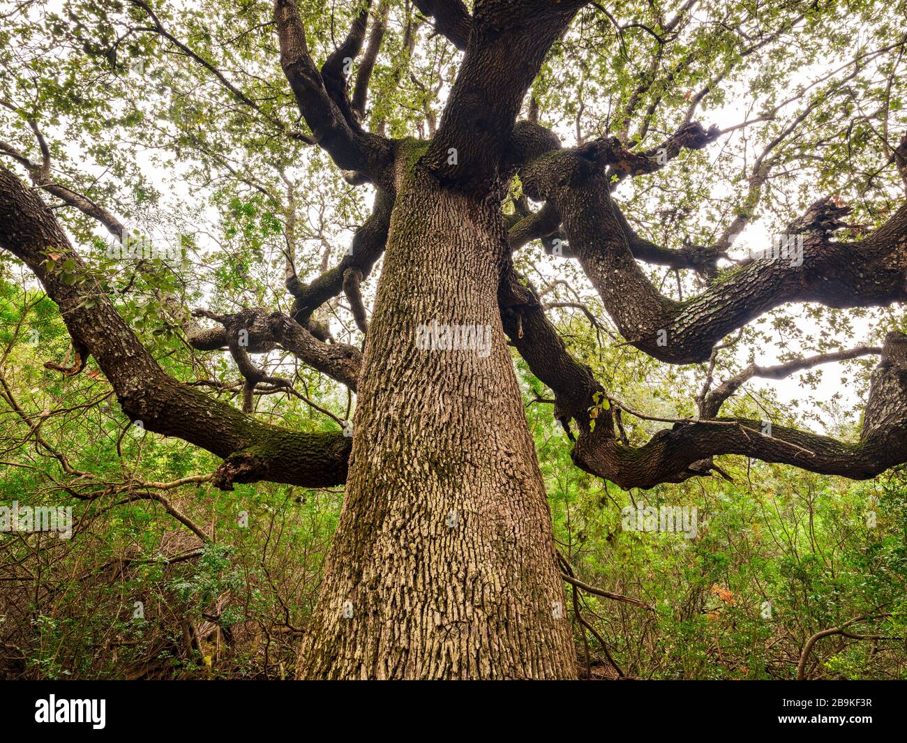 Detail des Stammes einer majestätischen und alten Steineiche von unten gesehen, auf dem Weg von Cala Goloritzé, der zum berühmten Strand führt Stockfoto