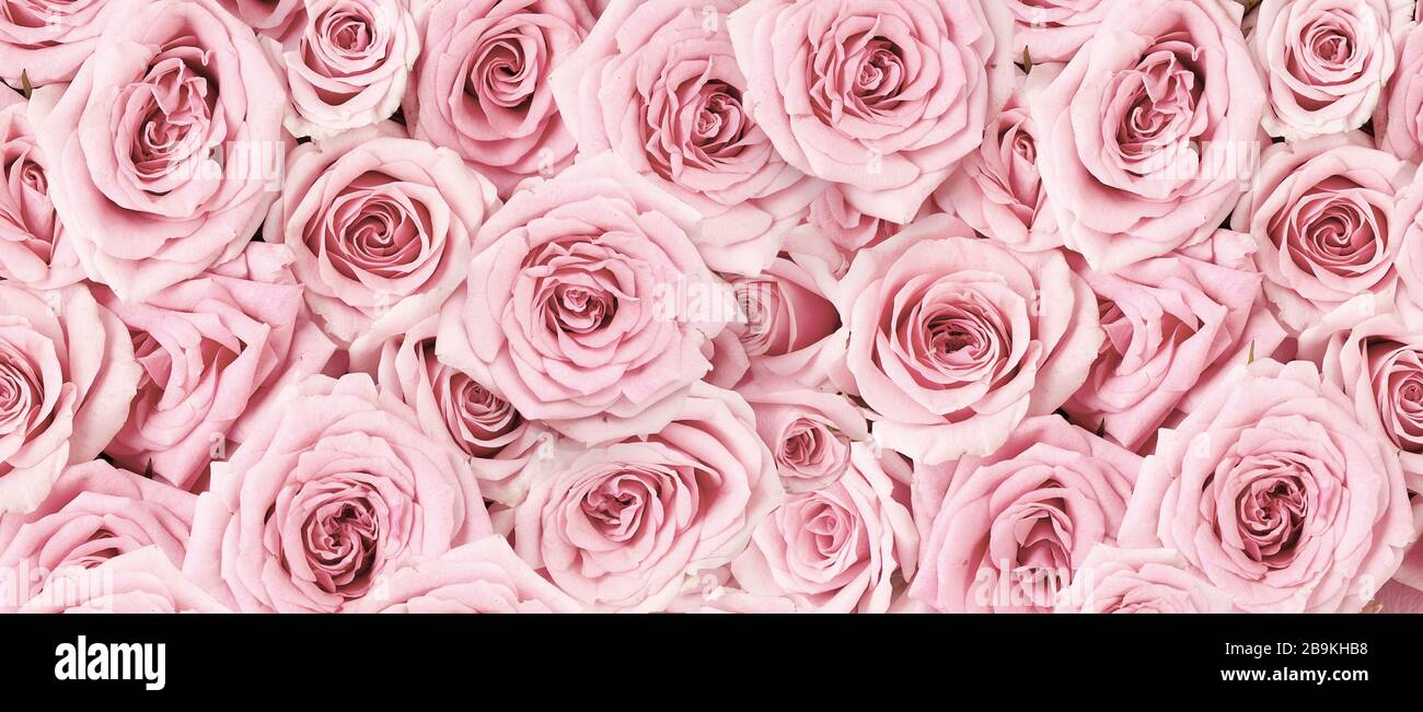 Hintergrundbild der rosafarbenen Rosen. Draufsicht auf Rosenblüten. Studio mit Blumen. Stockfoto