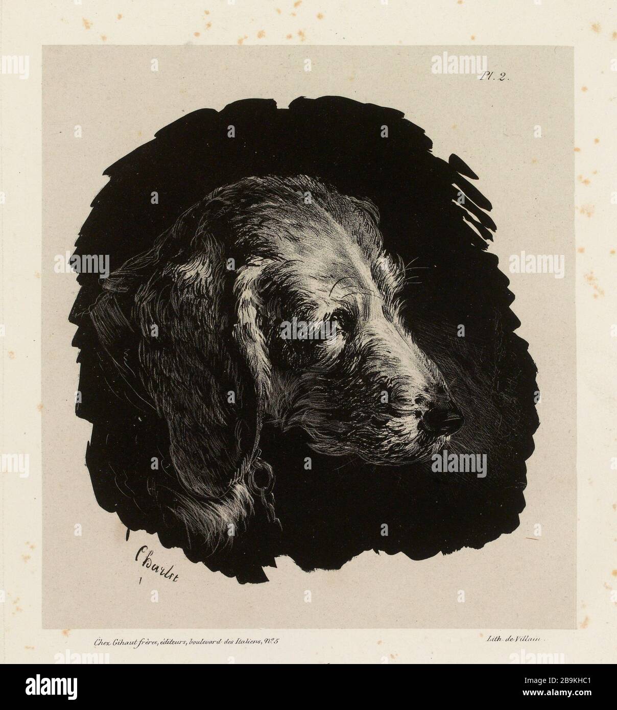 Hundekopf nach rechts gedreht. / 2 (Dummy-Titel) Sketch and Pochades in Ink von Charlet (Titel des ganzen). Stockfoto