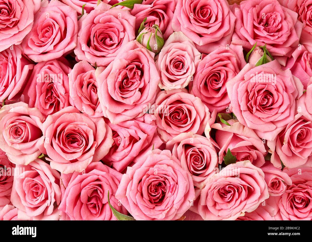 Hintergrundbild der rosafarbenen Rosen. Draufsicht auf Rosenblüten Stockfoto