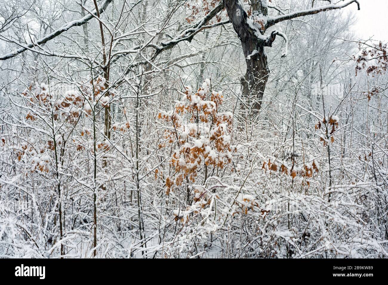 Eine frische Schneebeschichtung bedeckt Äste und Bäume in einem weißen Wunderland im Norden von Indiana. Stockfoto