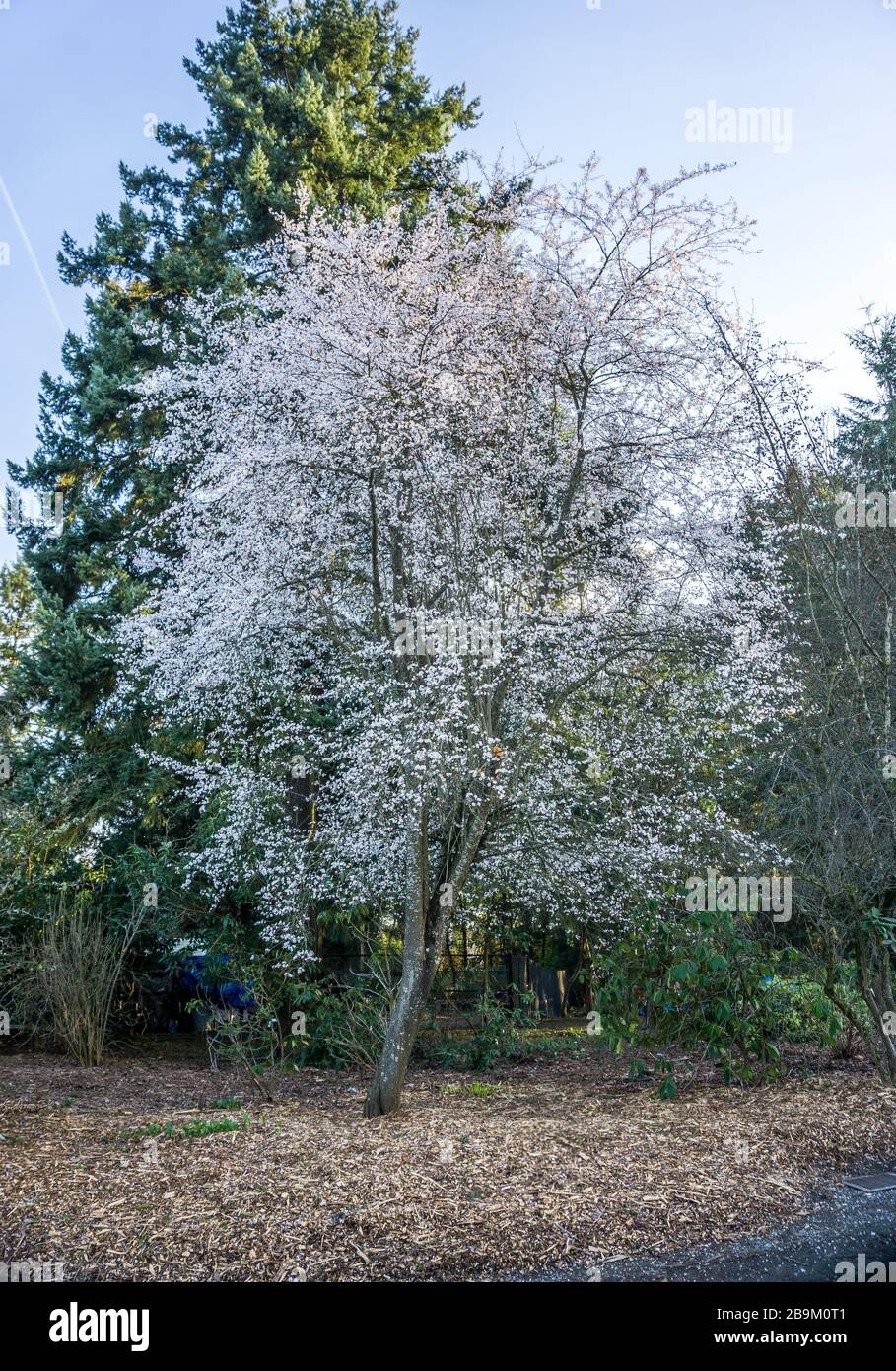 Ein Blick auf weiße Frühlingsbaumblüten. Stockfoto