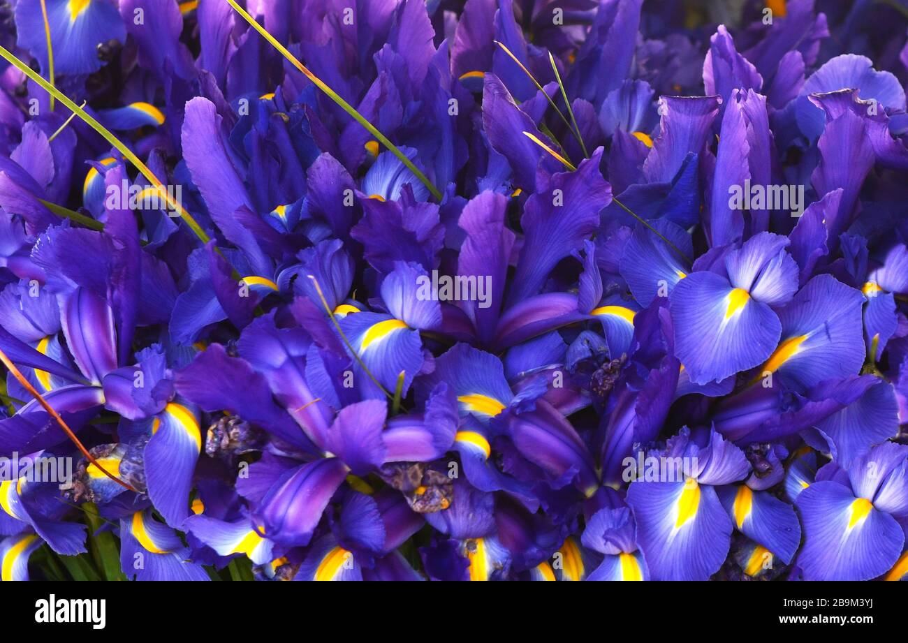 Violetter Irishintergrund. Federkonzept. Violettblauer Irishintergrund. Stockfoto