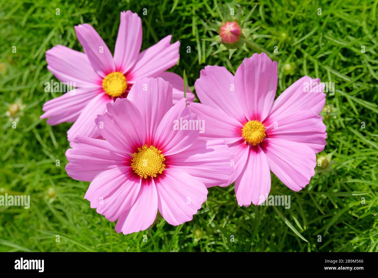 Cosmos bipinnatus 'Razzmatazz gemischt'. Nahaufnahme von drei lila rosafarbenen Blumen Stockfoto