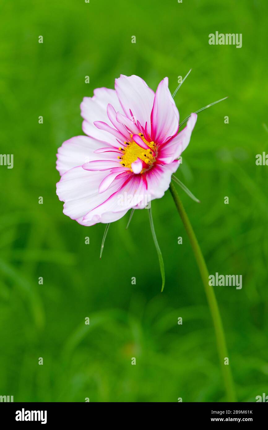 Cosmos bipinnatus 'Razzmatazz gemischt'. Nahaufnahme einer einzelnen lilafarbenen, pink-weißen Blume Stockfoto