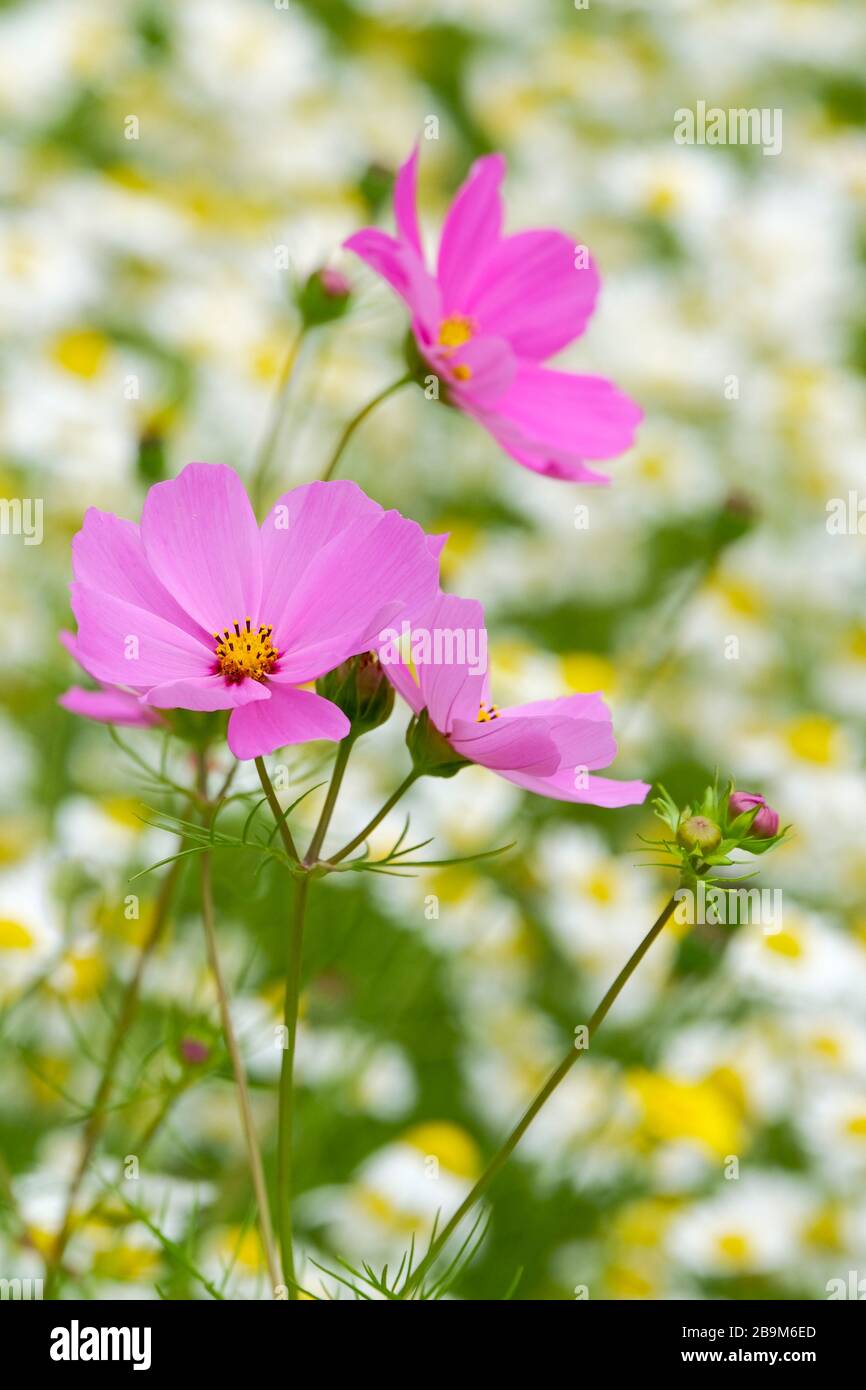 Cosmos bipinnatus 'Razzmatazz gemischt'. Nahaufnahme von drei lila rosafarbenen Blumen Stockfoto