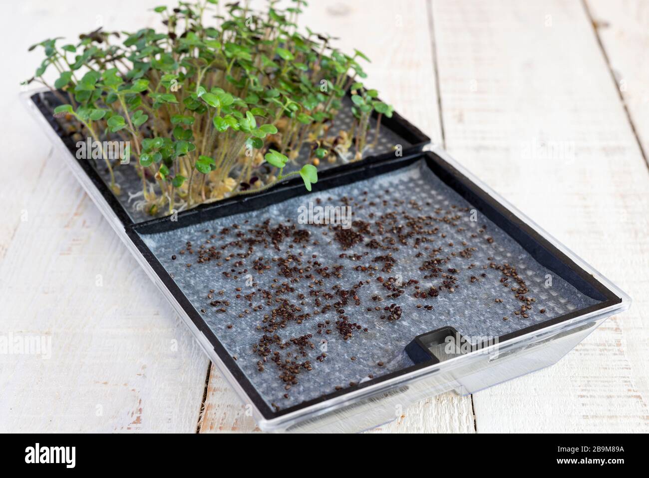 Wachsende Mikrogrüns aus Samen. Stockfoto