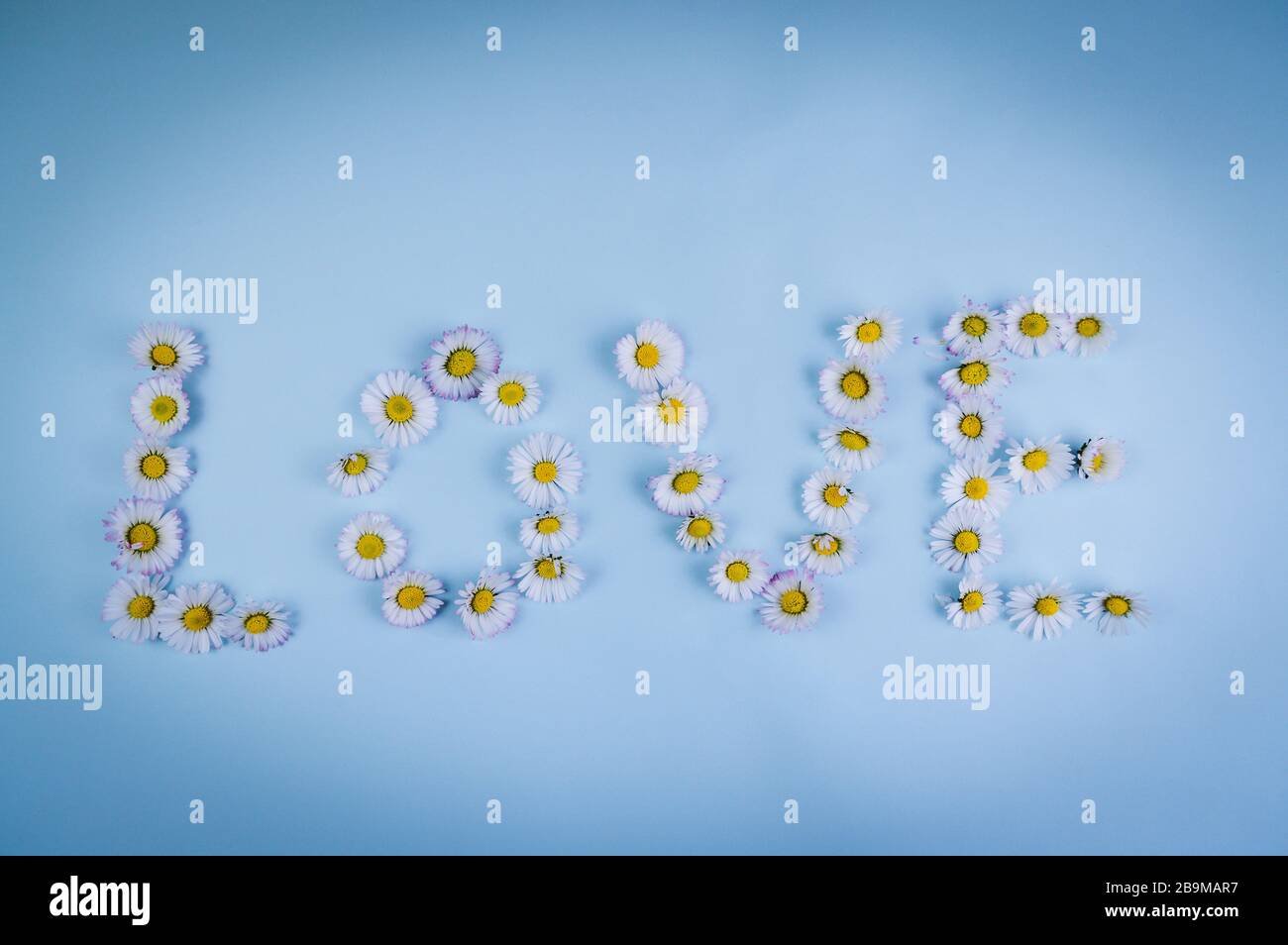 Liebeswort mit Gänseblümchen auf blauem Hintergrund geschrieben Stockfoto