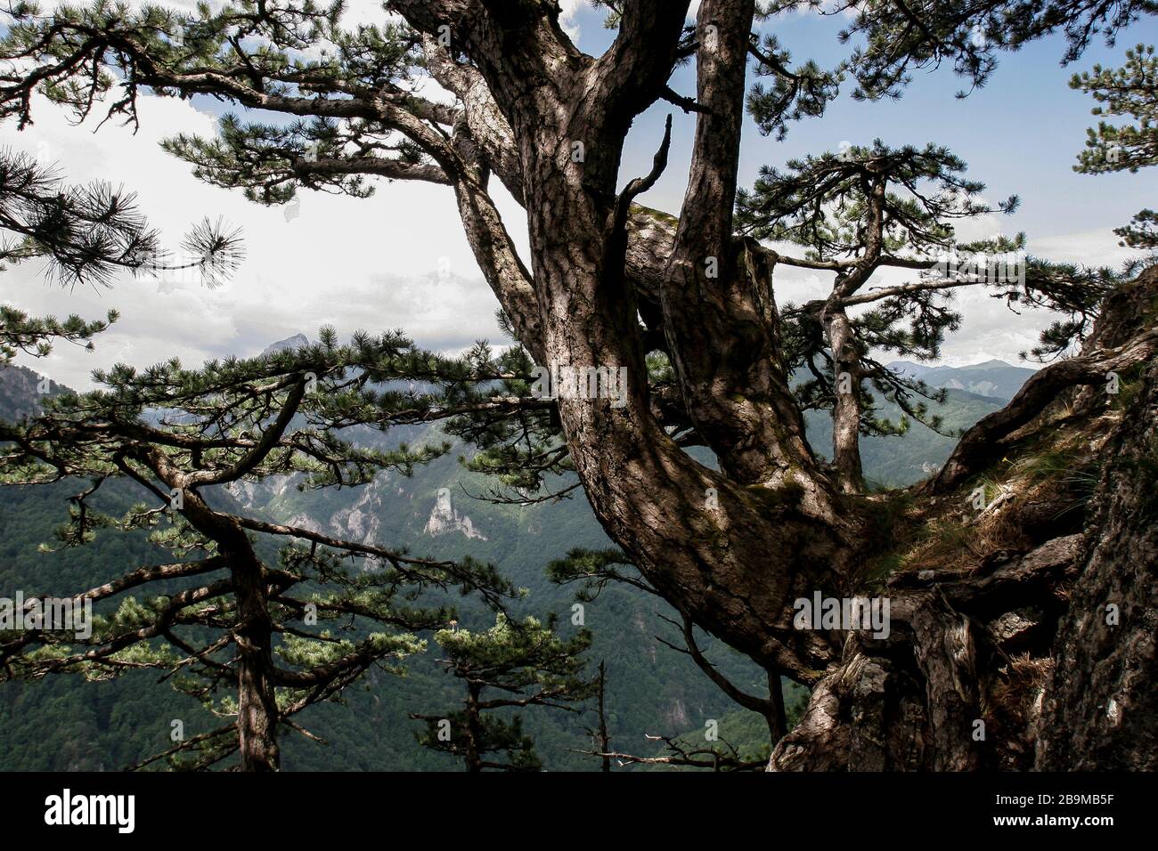 Nacionalni Park Sutjeska Perucica Stockfotografie Alamy