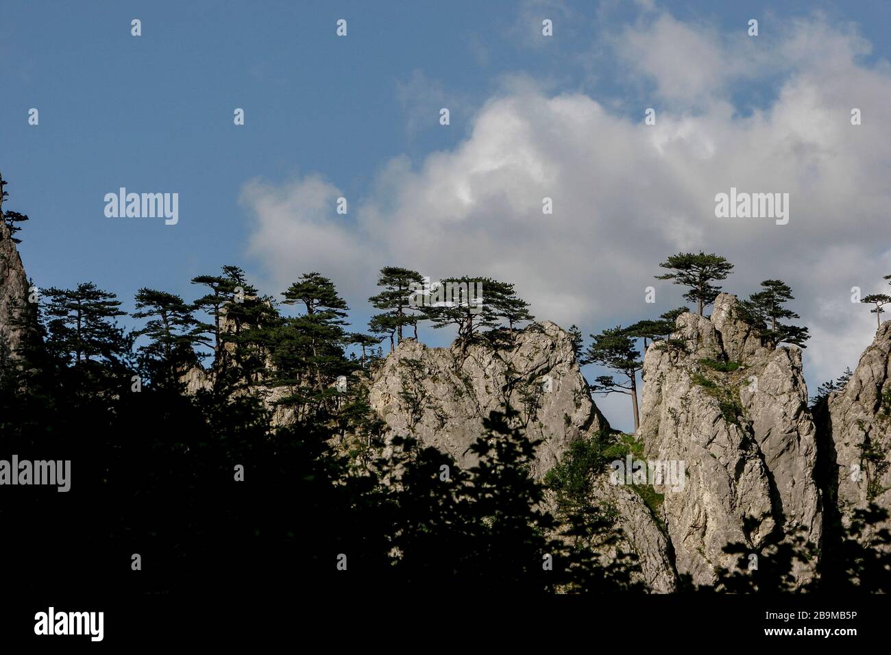 Nacionalni Park Sutjeska Perucica Stockfotografie Alamy