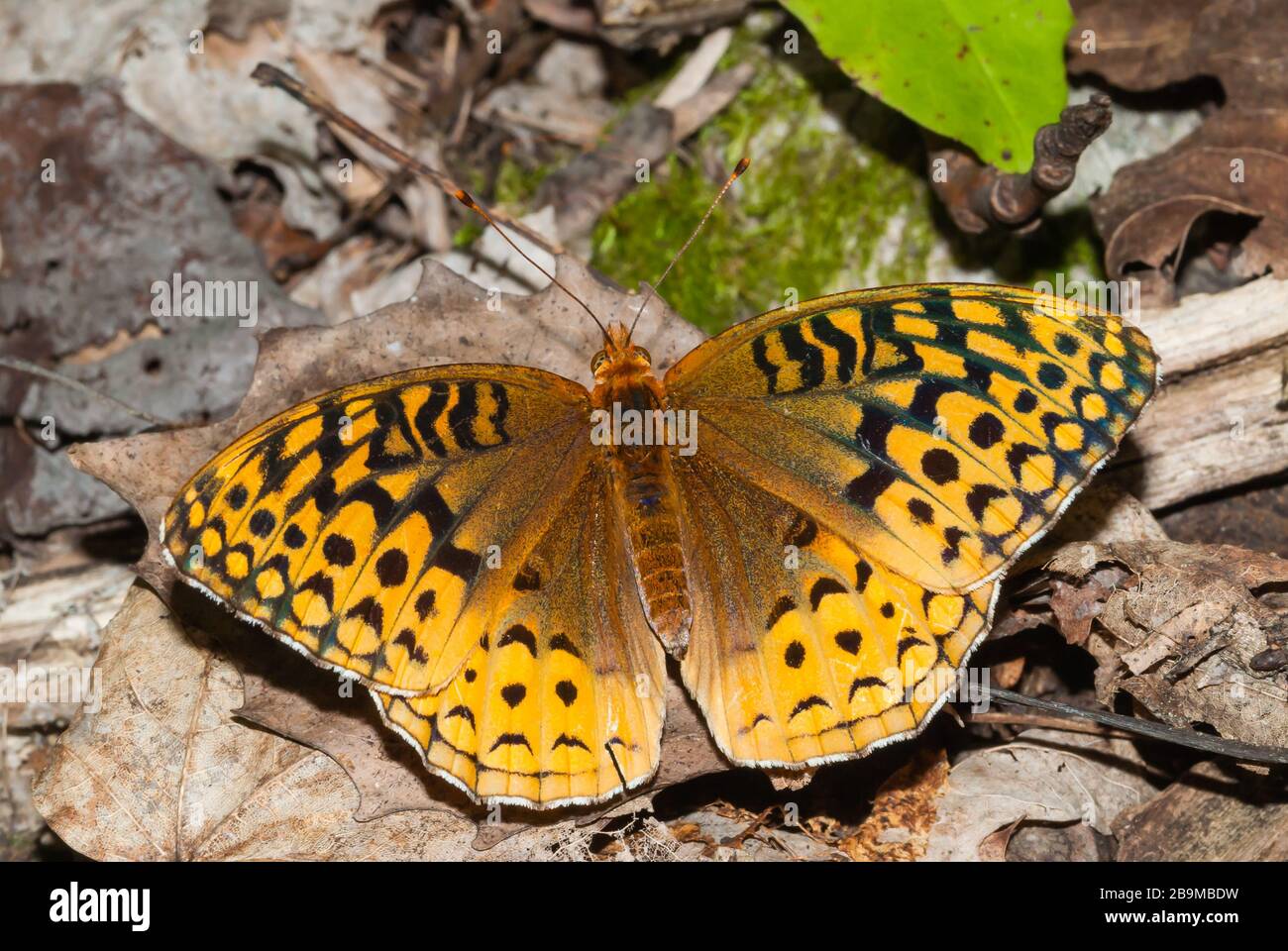 Blick auf die Oberseite der Flügel eines großen Spangled Fritillary, Speyeria cybele, das unter getrockneten Blättern im Osten von Ontario, Kanada steht. Stockfoto