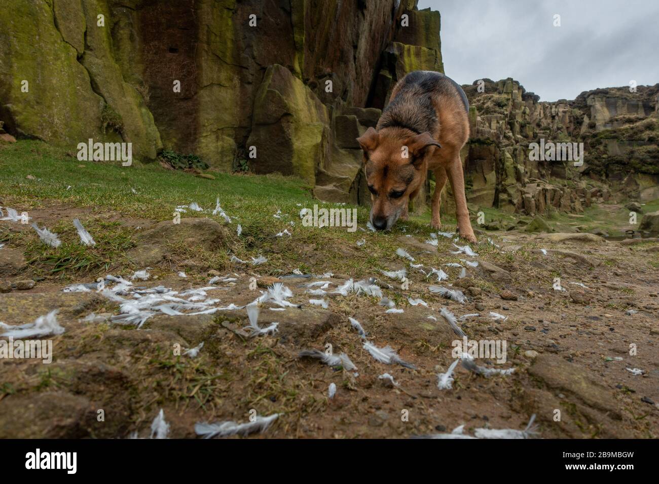 Hund genießt das Schnüffeln der Federreste eines toten Vogels, Ilkley Moor, Großbritannien Stockfoto