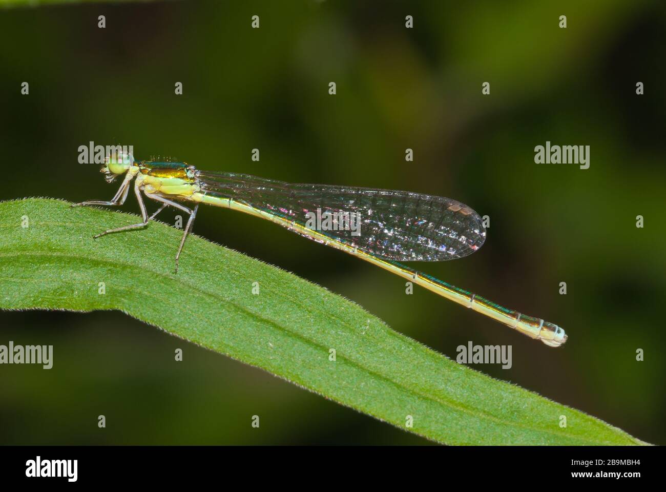 Eine weibliche Segge spriet damselfly, Nehalennia irene, die auf einer Grasklinge im Osten von Ontario Kanada sitzt Stockfoto